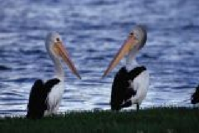 Känguruh Island-SA Ki15.jpg